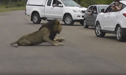 Toeristen die uit de auto gaan hangen wanneer er een leeuw in de buurt ligt...
